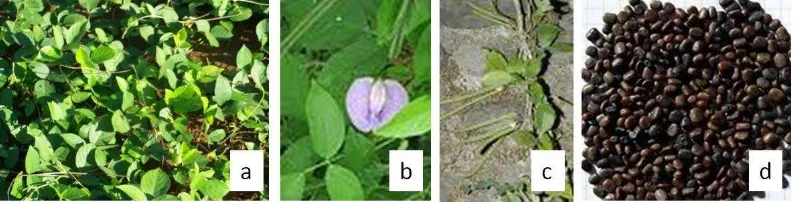 Gambar 2. C.  pubescens: (a) Daun, (b)Bunga, (c) Polong, (d) Benih 