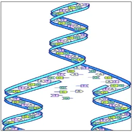 Gambar 2.1 Replikasi DNA 