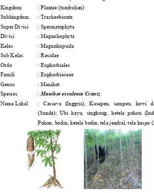Gambar II.1. Tanaman ubi kayu (Manihot esculenta Crantz) 