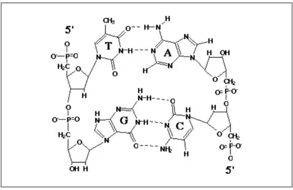 Gambar 3.6. Model molekul DNA heliks ganda yang memperlihatkan tiga pasangan basa. Perhatikan bahwa arah kedua untai berlawanan
