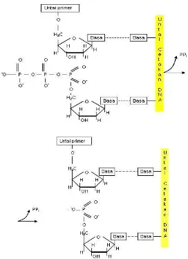 Gambar 3.7. Reaksi pemanjangan rantai yang dikatalisis oleh DNA polimerase.  