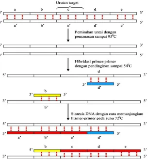 Gambar 3.9. Reaksi rantai polimerase (PCR). Siklus terdiri dari 3 tahap: 