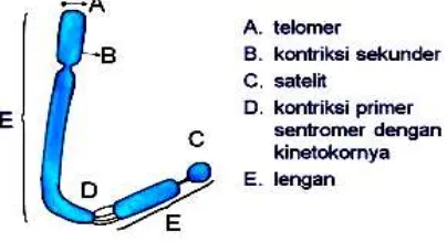 Gambar 3.1. Kromosom 
