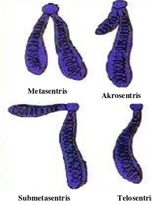 Gambar 3.2. Bentuk-bentuk kromosom berdasarkan letak sentromer 