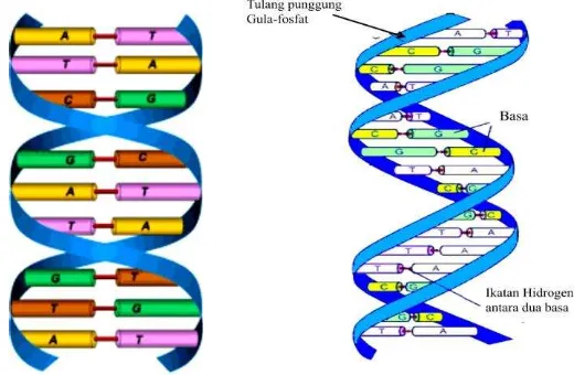 Gambar 3.4. Konfigurasi menyeluruh dari heliks rangkap DNA. Perhatikan bahwa kedua untaian adalah komplementer dan anti-paralel