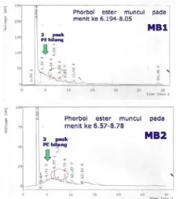 Gambar 16. Kromatogram phorbol ester BBJP perlakuan perendaman NaOH + autoklaf (MC) 