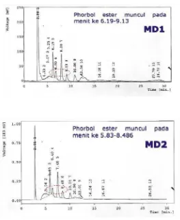Gambar 17. Kromatogram phorbol ester BBJP perlakuan autoklaf /Kontrol (MD) 