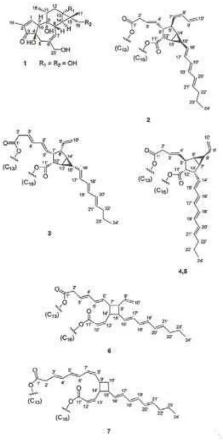Gambar 2.Struktur senyawa phorbol ester dari minyak jarak pagar (Hass et al. 2002) 