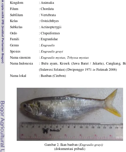 Gambar 2. Ikan banban (Engraulis grayi) (dokumentasi pribadi) 