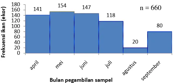 Gambar 4. Distribusi jumlah sampel ikan banban ( Engraulis grayi) yang tertangkap dari bulan April-September 2009 
