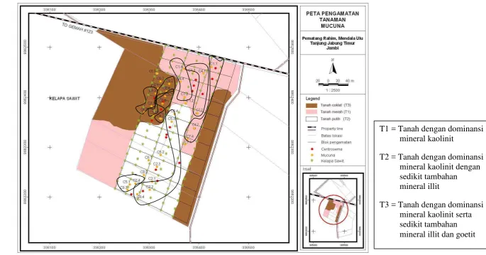 Gambar 4. Layout Percobaan Tanaman Mucuna bracteata