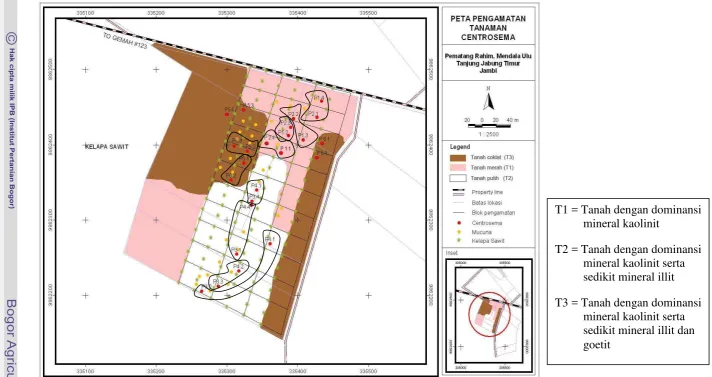 Gambar 5. Layout Percobaan Tanaman Centrosema pubescens 