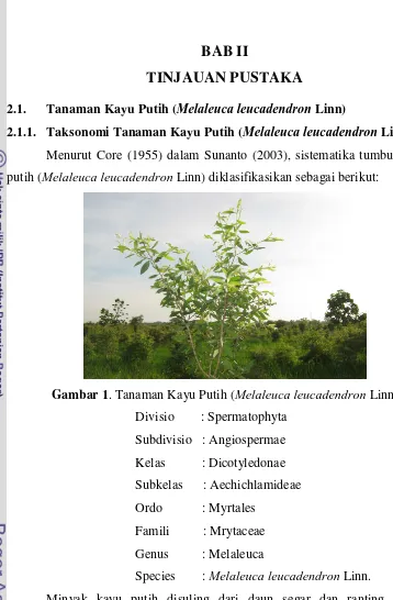 Gambar 1. Tanaman Kayu Putih (Melaleuca leucadendron Linn) 