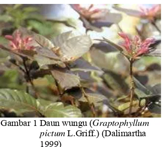 Gambar 1 Daun wungu (Graptophyllum    