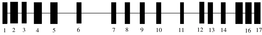 Gambar 2.  Struktur gen Laktoferin (Seyfert et al., 1994) 