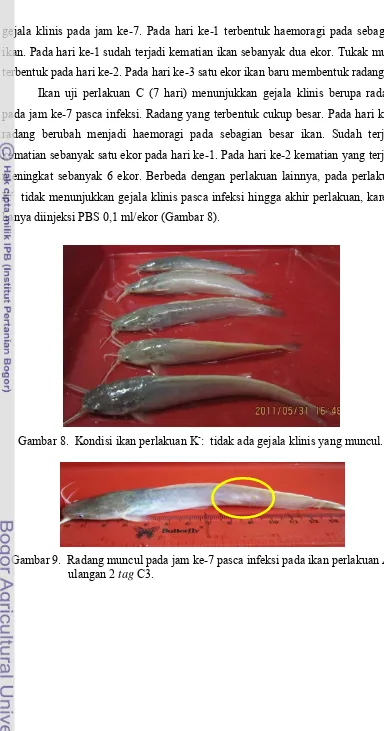 Gambar 8.  Kondisi ikan perlakuan K-:  tidak ada gejala klinis yang muncul.  