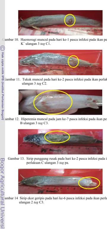 Gambar 10.  Haemoragi muncul pada hari ke-1 pasca infeksi pada ikan perlakuan +