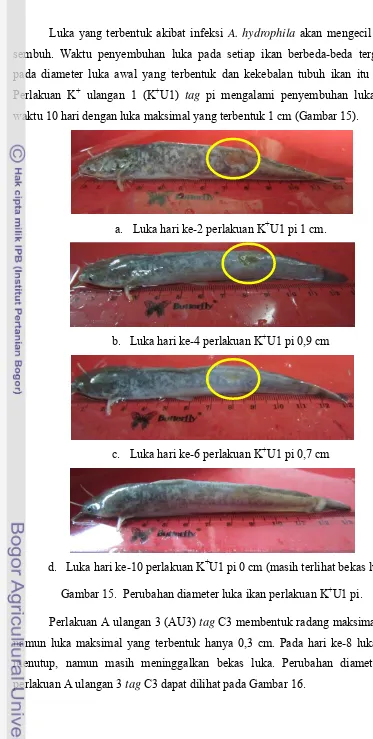 Gambar 15.  Perubahan diameter luka ikan perlakuan K+U1 pi. 