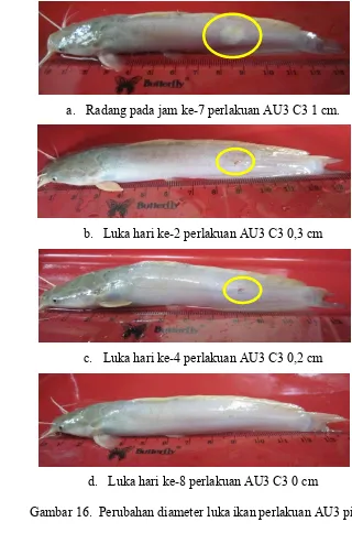 Gambar 16.  Perubahan diameter luka ikan perlakuan AU3 pi. 