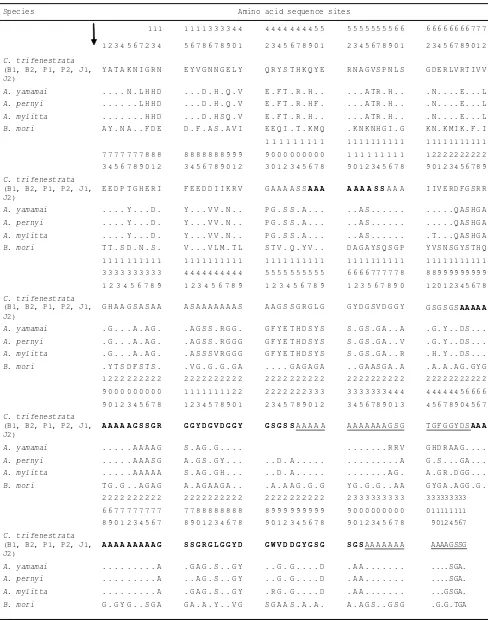Table 4. Amino acid sequence second exon partial ﬁ broin gene of C. trifenestrata, Antheraea, and B