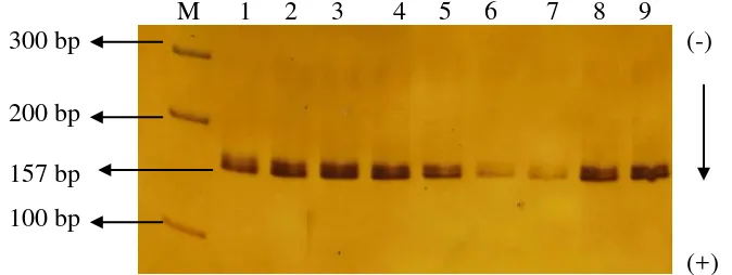 Gambar 6. Hasil Amplifikasi Gen GH Exon 3 Melalui Teknik PCR pada Gel Poliakrilamida 6% (M : marker 100 bp DNA) 