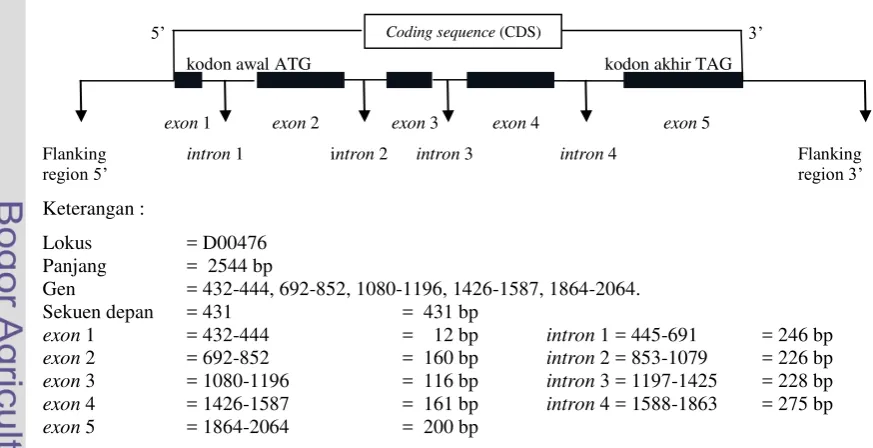 Gambar 1. Rekonstruksi Struktur Gen GH Berdasarkan Sekuens gen GH di GenBank  (Kode Akses  D00476) 