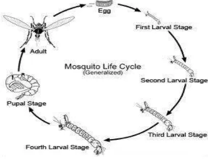 Gambar 1.1 Siklus Hidup Nyamuk Aedes aegypti. 