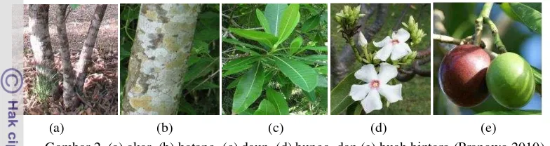 Gambar 2. (a) akar, (b) batang, (c) daun, (d) bunga, dan (e) buah bintaro (Pranowo 2010) 