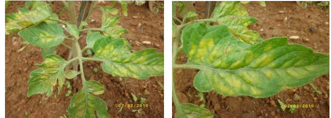 Gambar 1  Gejala penyakit klorosis pada tanaman tomat yang disebabkan oleh 