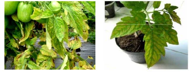 Gambar 3  Gejala penyakit klorosis pada tanaman tomat yang disebabkan oleh 