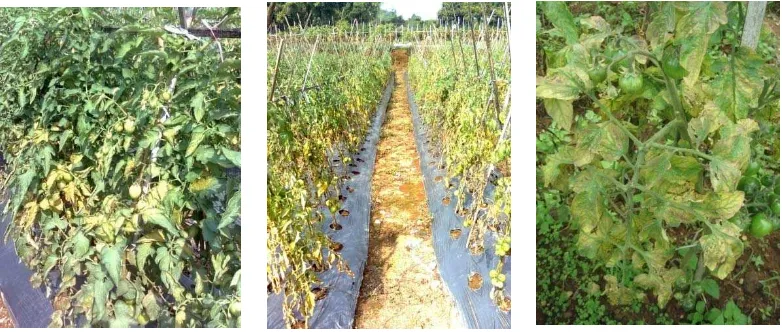 Gambar 5  Gejala penyakit klorosis akibat infeksi ToCV dan/atau TICV di areal pertanaman tomat di wilayah Cipanas (kiri), Cianjur (tengah), dan Lembang (kanan)     