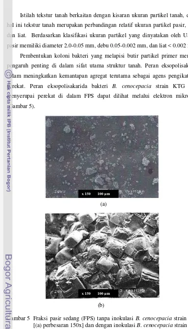 Gambar 5 Fraksi pasir sedang (FPS) tanpa inokulasi B. cenocepacia strain KTG [(a) perbesaran 150x] dan dengan inokulasi B