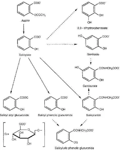 Gambar 2. Jalur metabolisme asam asetilsalisilat dan asam salisilat (Rainsford, 2004)