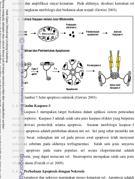 Gambar 7 Jalur apoptosis intrinsik (Gewies 2003) 