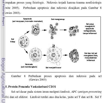 Gambar 8 Perbedaan proses apoptosis dan nekrosis pada sel              