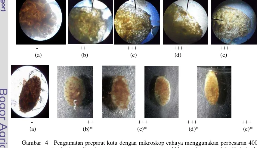 Gambar 3  Pengaruh suhu terhadap kitinase  B. cereus I.5  enzim ekstrak  kasar dan enzim hasil   pemekatan dengan amonium sulfat 10%