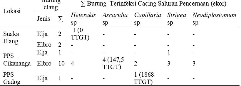 Tabel 3 Jumlah infeksi cacing saluran pencernaan pada elang jawa dan elang brontok di habitat eks-situ 