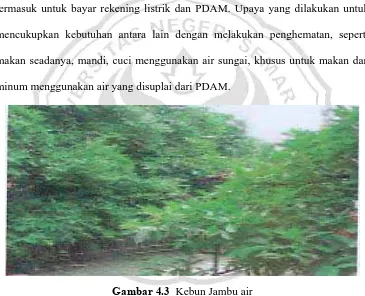 Gambar 4.3  Kebun Jambu air Sumber: Dokementasi Penulis 