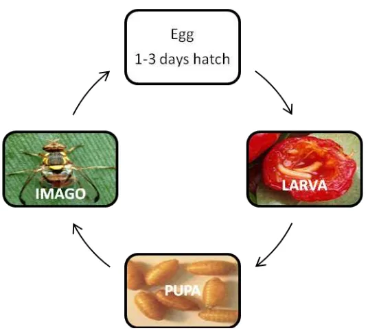 Gambar 1. Siklus hidup Bactrocera sp (Pena et al. 2002) 