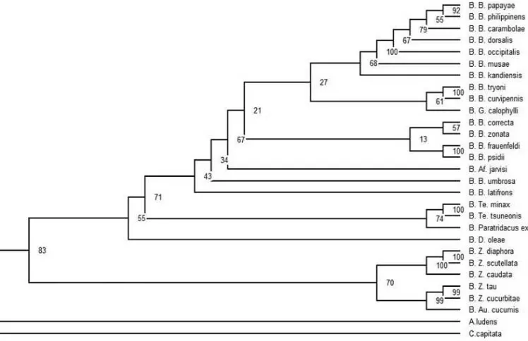 Gambar 3.  Kladogram yang menggambarkan hubungan kekerabatan dari 27 spesies Bactrocera sp (Zhang et al