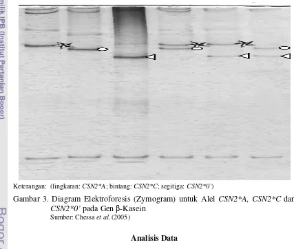 Gambar 3. Diagram Elektroforesis (Zymogram) untuk Alel CSN2*A, CSN2*C dan