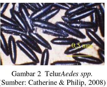Gambar 3  LarvaAedes spp. (Sumber: Catherine & Philip, 2008) 
