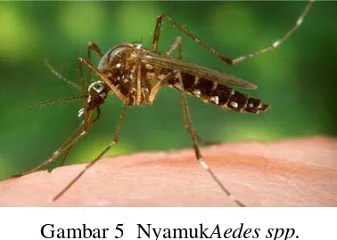 Gambar 4  PupaAedes spp. 