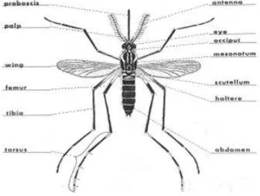 Gambar 6  Morfologi nyamuk Aedes spp. (Sumber: Quinn 2012) 