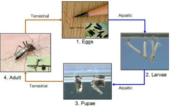 Gambar 7  Siklus hidup nyamuk Aedes spp. (Sumber: CDC 2012) 
