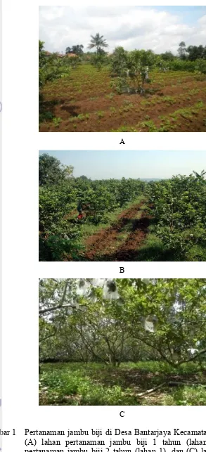 Gambar 1 Pertanaman jambu biji di Desa Bantarjaya Kecamatan Rancabungur: (A) lahan pertanaman jambu biji 1 tahun (lahan 1), (B) lahan pertanaman jambu biji 2 tahun (lahan 1), dan (C) lahan pertanaman jambu biji 5 tahun (lahan 3)