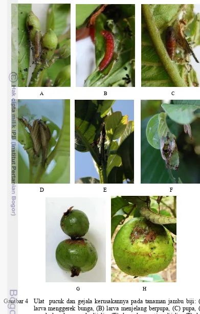 Gambar 4 Ulat  pucuk dan gejala kerusakannya pada tanaman jambu biji: (A) larva menggerek bunga, (B) larva menjelang berpupa, (C) pupa, (D) pucuk dan daun muda dijalin, (E) daun dan ranting dijalin, (F) daun muda dilipat dan berlubang-lubang, terdapat fras