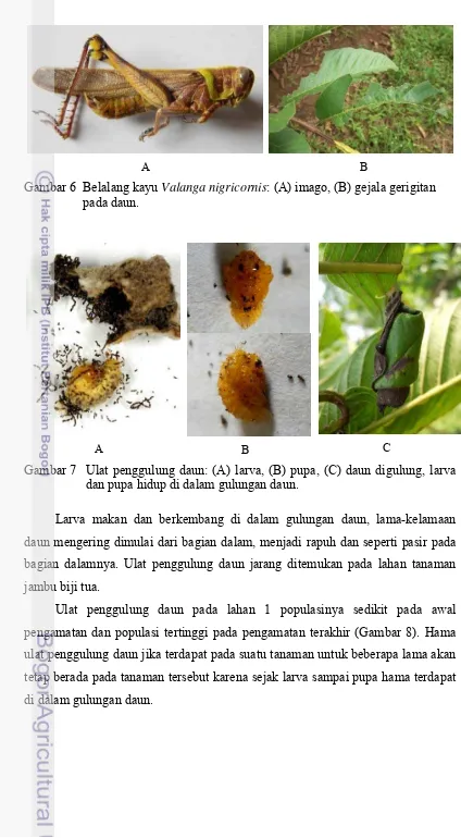 Gambar 6   Belalang kayu Valanga nigricornis: (A) imago, (B) gejala gerigitan 