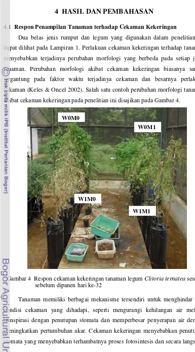 Gambar 4  Respon cekaman kekeringan tanaman legum Clitoria ternatea sesaat 