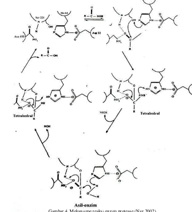 Gambar 4. Mekanisme reaksi enzim protease (Naz 2002) 